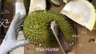 How to open a durian #durian#durianfruit#durianopening#kingoffruits#tropicalfruit