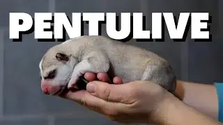 PENTULIVE