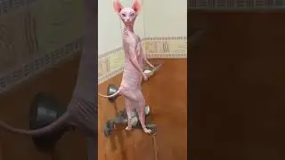 Billi🐈Yellow ball dedo🥎#cat #catshorts #viralshort #cartoon fun #funny #trendingshorts #shorts