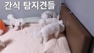 간식 하나는 기똥차게 잘 찾는 강아지들