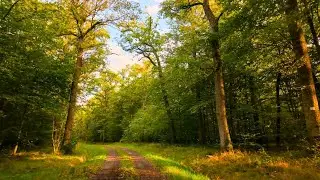 Driving in Nature | Beautiful Forest Roads of France 🇫🇷