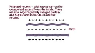 WCLN - Nerve Impulse - Biology