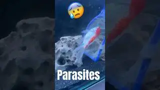 Fish Ko huye parsites 😭😰 #shorts