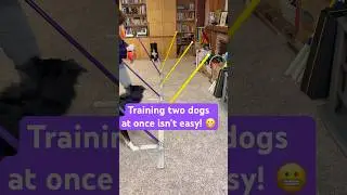 Teaching two dogs at once isn&rsquo;t easy! 😬 #dogtraining #dogagility #highenergydogs