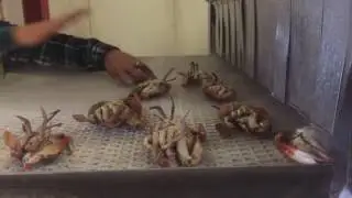 Seafood Factory