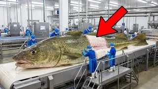 Wild Caught Cod Loin Factory: Laser Texture Scanning & Individual Quick Freezing Tech
