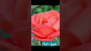 Fruits that's belong to Rose Family || Did you know ?? || Awesome Fact 😱😱😱😱