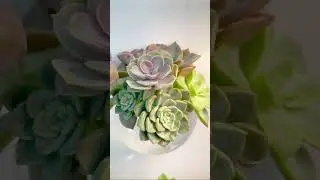 Tell me you're a plant lover without telling me you're a plant lover 💐#plants  #succulents