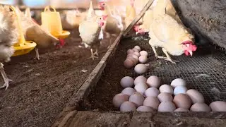 How Vietnamese Farmers Collect Eggs by Hand Every Morning