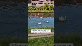 Whoa! We&rsquo;ve Never Seen This Many Swans on the Canal! | Swan Spectacle🦢🌊