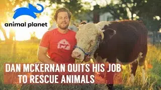 Saved By The Barn (Animal Planet) Dan McKernan Rescues Farm Animals | Barn Sanctuary