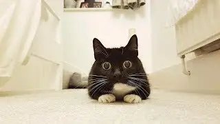 Saucer eyed cat Zelda&rsquo;s spooked expression has won her 30,000 Twitter followers