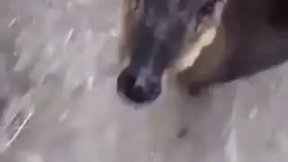 deer eat banana 🍌