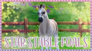 Star Stable FOALS!