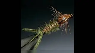 Shortest life span animal (insect) Mayfly