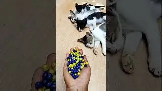 Calming Cat ASMR 🌈 | Colorful Marble Beads Satisfaction