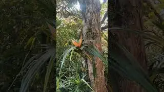 Discover paradise on foot on Oahu with Springboard Hospitality 🥾🌺