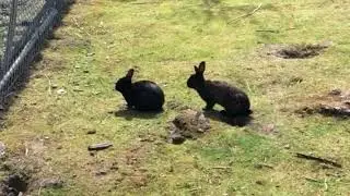 Wild Rabbits Jericho Sailing Centre Easter Weekend Vancouver
