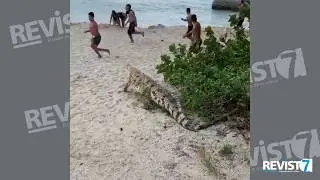 &iexcl;Tremendo susto! Apareci&oacute; caim&aacute;n aguja en playas del Parque Tayrona