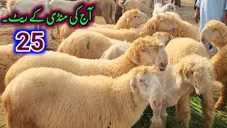 Dera Ghazi Khan Big Mandi | Mundri Sheep Beautiful Pregnant Sheep & Mandre Chhatre for Qurbani 2026