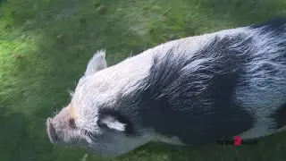 Good Luck Pig! Hamilton The Pig Is The Hurricanes&rsquo; Good Luck Charm