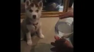 Best 20 Animal Vines of Sept 2014