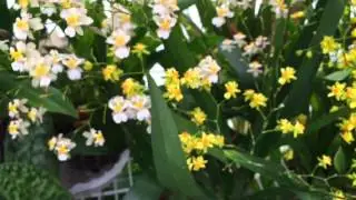 ONCIDIUM TWINKLE ORCHID GREENHOUSE TOUR ONCIDIUMS IN FULL BLOOM