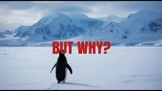But why?