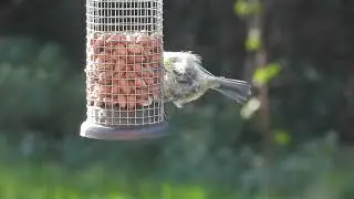 Feeding Time