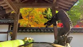 Hiroshima Moments: Autumn Leaves, Buttsuji Temple