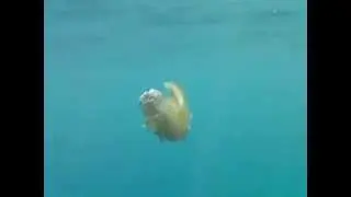 buceo libre medusa venenosa y dos pececillos adosados a ella ,,en alicante