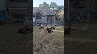 SpiderMan Monster truck vs chickens