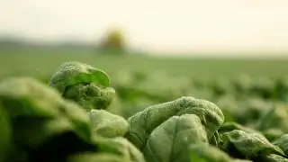 Spinatanbau M&uuml;nsterland: Die Ernte