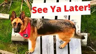 One last time for German Shepherd