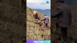 How Do They Not Fall Off?! 🤯These Farmers' Plowing Skills on a Mountainside Are LEGENDARY! #farming