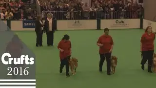 Obreedience Competition - Part 1 | Crufts 2016