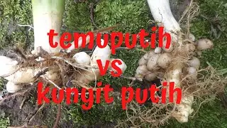 TEMUPUTIH VS KUNYIT PUTIH