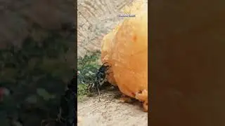 #piano #music #drone #pianomusic #pianocover #insects #ants #nature #footage #semut