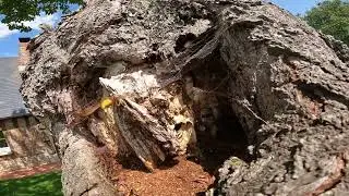 Attaque Frelons europ&eacute;ens dans un arbre creux   !!!  ️ DANGER  ️!!!