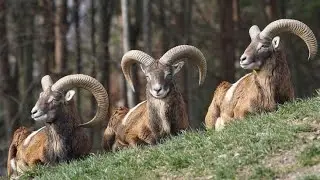 wildlife animal of cyprus . BBC Earth NatGeoWild Brave wilderness The Dodo Animal Aid Animal Planet