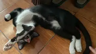 Cat&rsquo;s sleeping style #shortvideo #cat #catstyle #cute #sleepingbeauty #youtubeshorts #lovelycat 