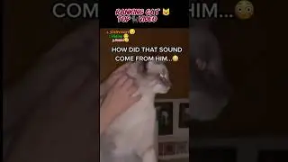 The Cat Reacts Before Anything Happens#cat #viral #shorts