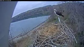 Ophelia on perch 20210417 192517 192548