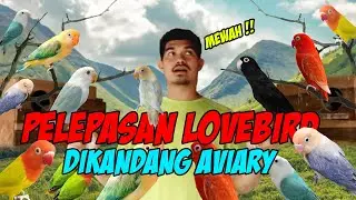 PELEPASAN LOVEBIRD DIKANDANG KOLONI ATM DIRUMAH