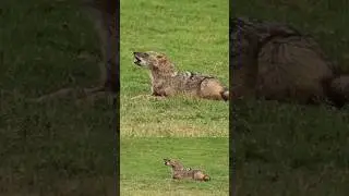 Jackals sound | warning calls for cubs