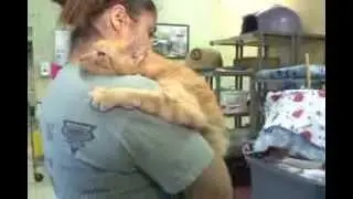 Cats Waiting for Adoption at Save-A-Pet