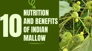 10 Medical Uses and Health Benefits of Indian Mallow (Abutilon indicum Linn)
