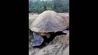 Olive Ridley Sea Turtle Nesting | A Marvel of Nature | Andaman & Nicobar