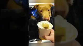 #animals_captures