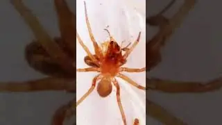 восьмилапый охотник из микромира. #experiment #spider
